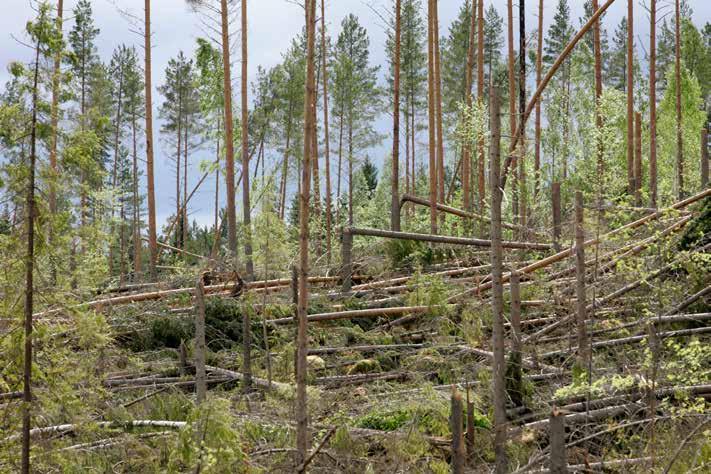 { 18 } Velvollisuus myrskytuhopuiden korjaamiseen koskee vain tuoreita havupuita, joista seuraustuhoja aiheuttavia hyönteisiä voi levitä.