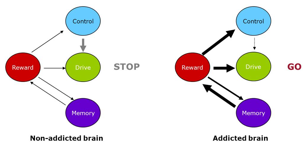 Aivot ja riippuvuus = käyttäytymistä säätelevän motivoivan systeemin säätelyhäiriö The "go" system is "running off on its own" instead of interacting with the "stop" system.