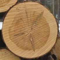 Kilpailuta puukauppa 12 Kilpailuttamisen pohjana käytetään puunmyyntisuunnitelmaa Metsänhoitoyhdistys pyytää tarjoukset kaikilta puunostajilta ja tekee tarjousvertailut Tarjousten pyytäminen ei
