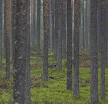 Puukaupan vaiheet 1. Ota yhteys metsänhoitoyhdistykseen (75% puukaupoista) 2. Puunmyyntisuunnitelman teko ( leimikko ) 3. Tarjouspyynnöt ostajilta (myös mhy korjuupalvelu) 4.