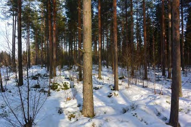 metsäalue on talousmetsänä