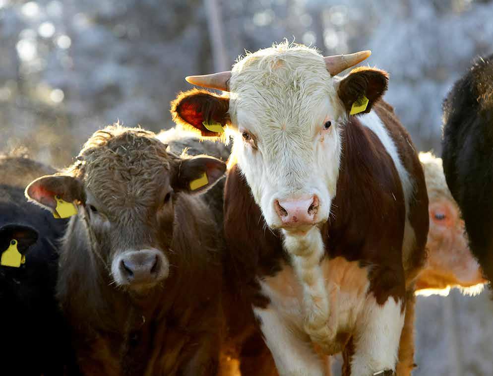 KYSYNTÄ KASVAA NYT ON OIKEA AIKA PANOSTAA ROTUKARJAAN Etsimme ketjuumme tulevaisuuteen katsovia rotukarjan tuottajia, joilla on vahva halu kehittää tilaansa ja kasvattaa ammattitaitoaan vastuullisen