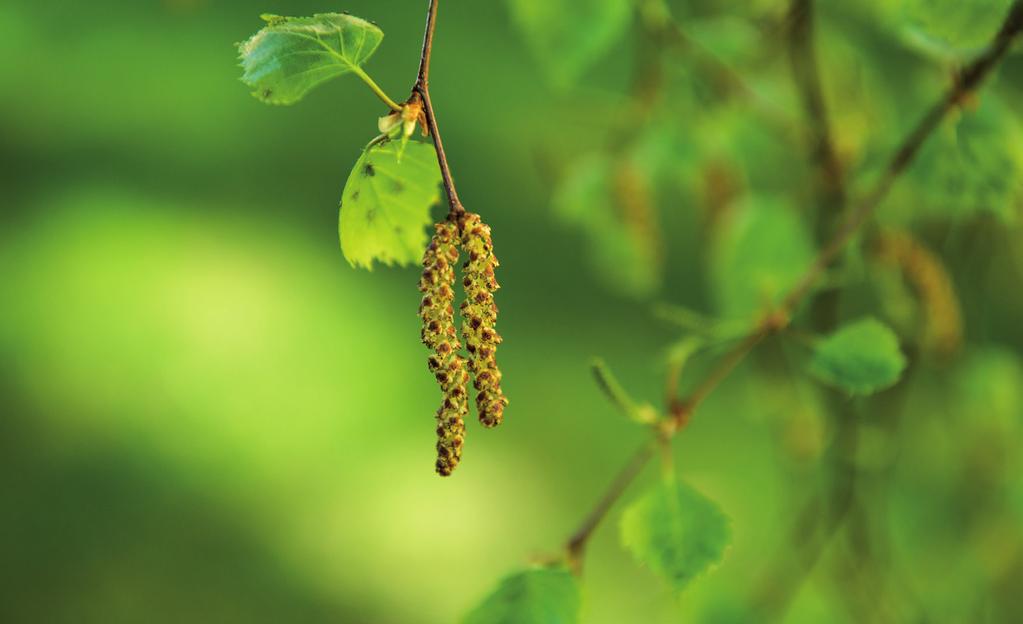 SIITEPÖLY- ALLERGIAN TUTKIMINEN SIITEPÖLYALLERGIAN OIREET liittyvät yleensä selkeästi tiettyyn aikaan.