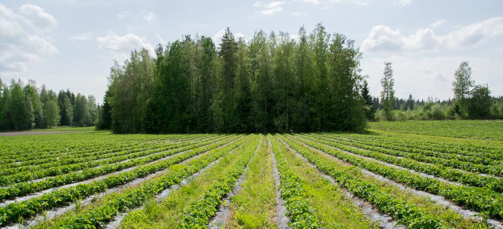 Kate riviin vai riviväliin?