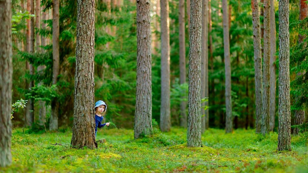 Ilmastoviisas metsätalous Hankkeen tulosten