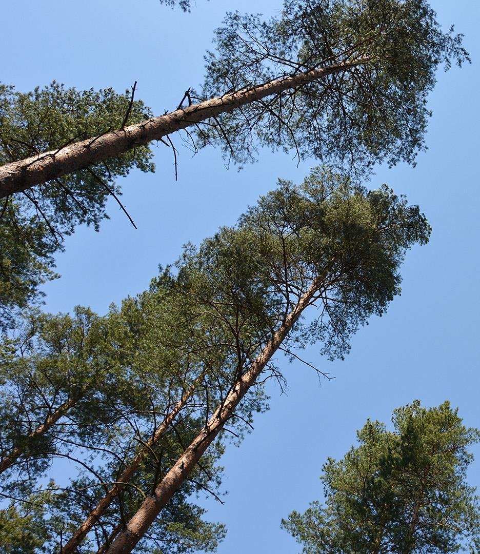 Kehitettävä hiilinielu Monikäyttömetsä, jonka puuston määrä ja/tai kasvukunto ei ole