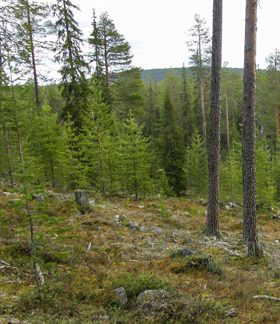 Karttuva hiilivarasto Rajoitetun metsänkäsittelyn piirissä olevat nuorehkot