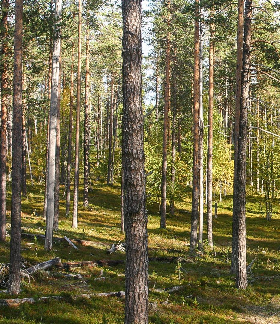 Merkittävä hiilivarasto Rajoitetun metsänkäsittelyn piirissä olevat varttuneet metsät, esimerkiksi maisema- ja virkistysmetsät, metson