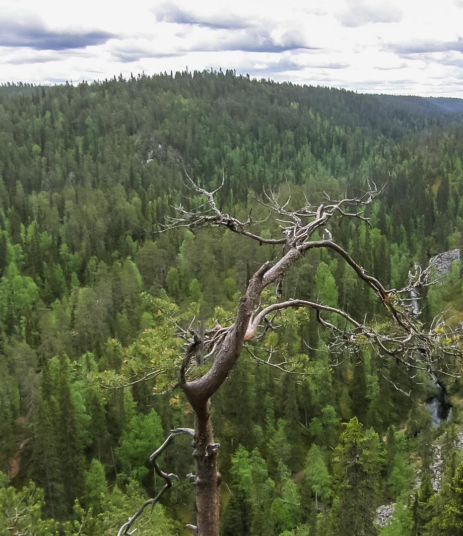 Pysyvä hiilivarasto Metsätaloustoiminnan ulkopuoliset alueet.