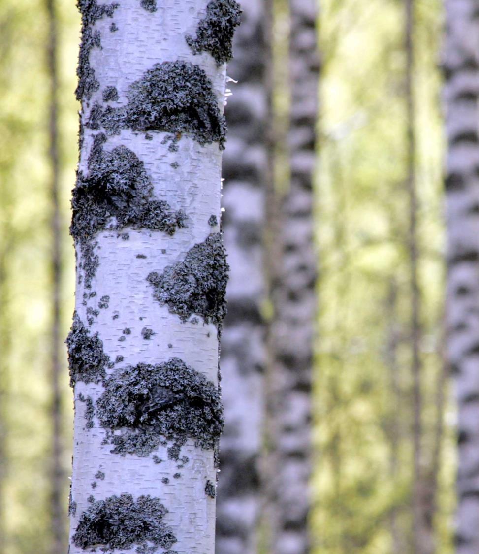 Hiililuokitus puustokuvioittain Vähäinen