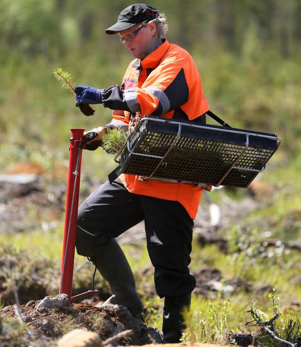 Keinovalikoima Hiilen sidontaan vaikuttavimpia: lannoitus, kunnostusojitus, uudistaminen käyttäen jalostettuja siemeniä ja taimia, vajaatuottoisten metsien uudistaminen ja metsittäminen Hiilen