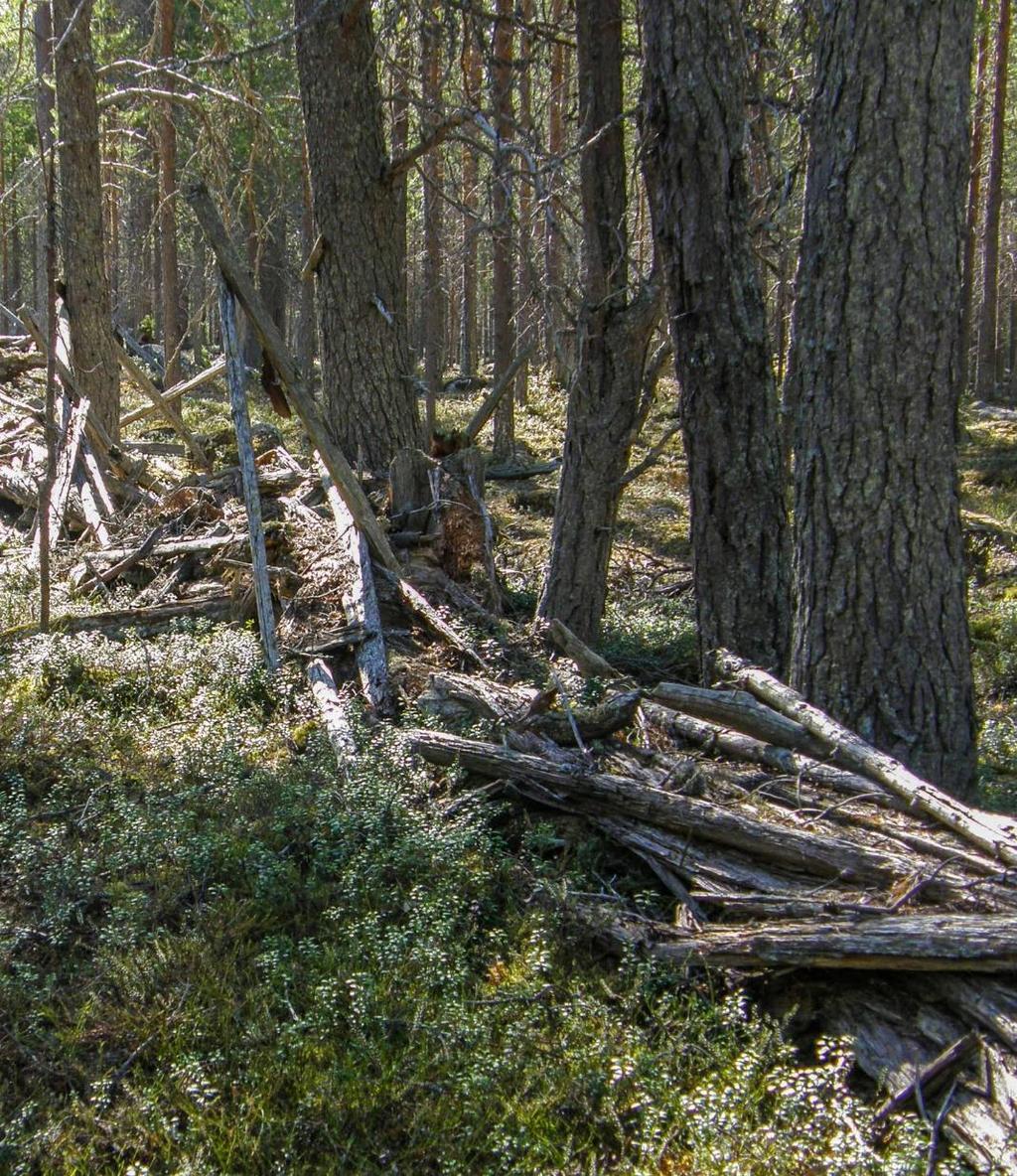 Metsien hoidon ja käytön tavoitteet ILMASTOVIISAS METSÄTALOUS Karttuva ja merkittävä hiilivarasto: Tavoitteena kerryttää hiilivarastoa alueiden erityisluonne huomioiden Tavoitteena metsiköiden