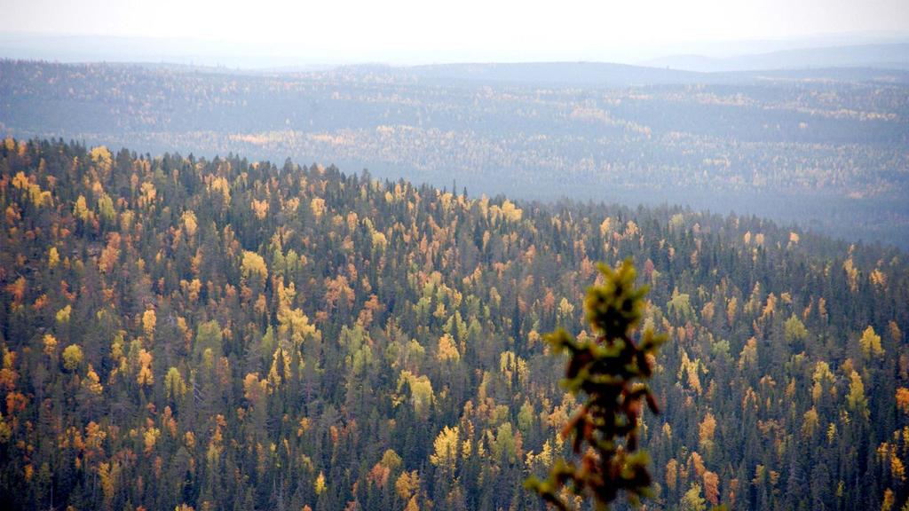 Metsähallitus edelläkävijänä Metsähallitus Metsätalous Oy:n