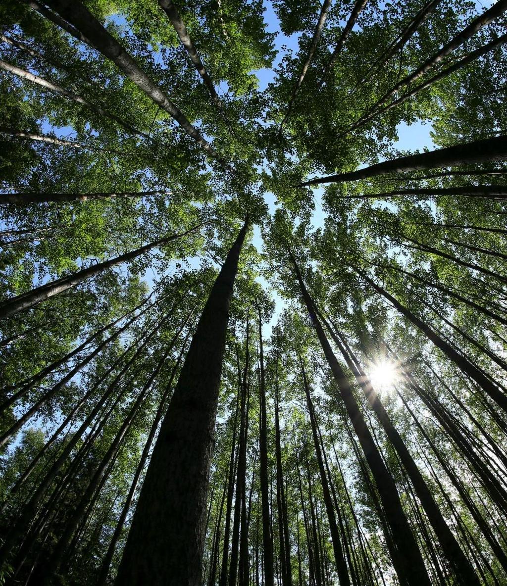 Projektin tavoite Tunnistetaan metsätalousalueiden merkitys kokonaisuutena hiilen sidonnassa ja varastoinnissa.