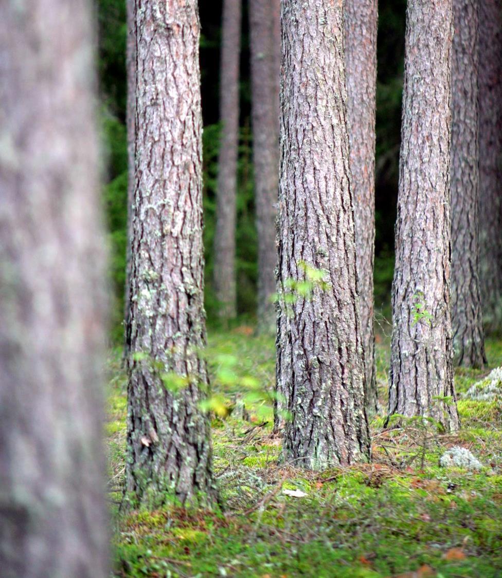 Metsien hiililuokitus Mukana Metsähallituksen metsätalousalueiden kaikki puustokuviot (10,1 milj. ha). Pohjana Metsähallituksen puustotieto, maaperätieto, maankäyttötieto sekä alue-ekologiset tiedot.