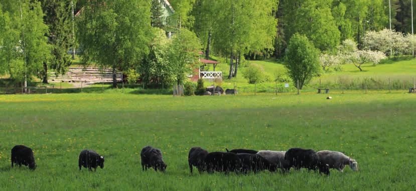 läsnäoloa kiireettömästi.