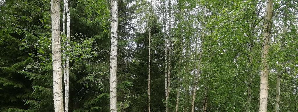 Uhanalaiset ja rauhoitetut lajit sekä suojelualueet Kaavaselostus 7/19 Uhanalaisrekisterin mukaan alueelta ei ole tiedossa uhanalaisten kasvilajien havaintoja (Keski Suomen ELY keskus 2018) eikä