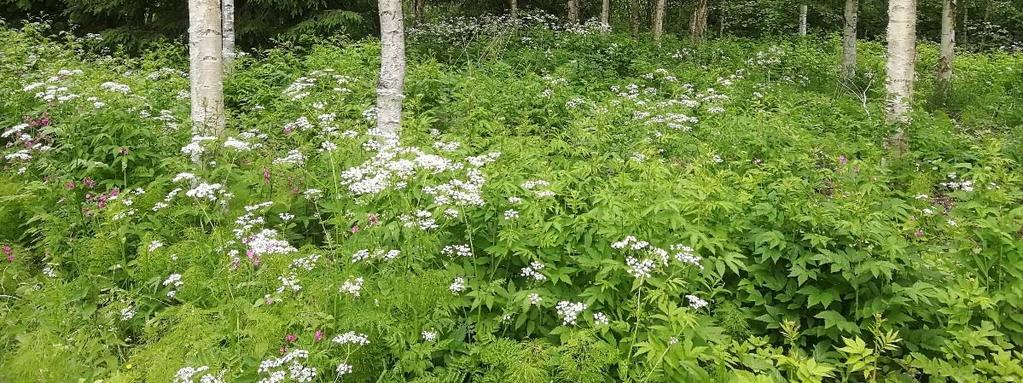 Lähin luonnonsuojelualue on selvitysalueen eteläpuolelle noin 400 metrin päähän sijoittuva Muuramenharju Innanlahden lehdon Natura alue (FI0900023).