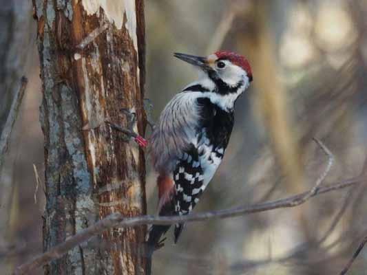 Talvi ja talvilinnut Eero Parkko Talviaika Kuvat vasemmalta: Hömötiainen (Poecile montanus) on vähentynyt huomattavasti 1990-luvun alusta lähtien, ja se luokitellaan nykyään vaarantuneeksi.