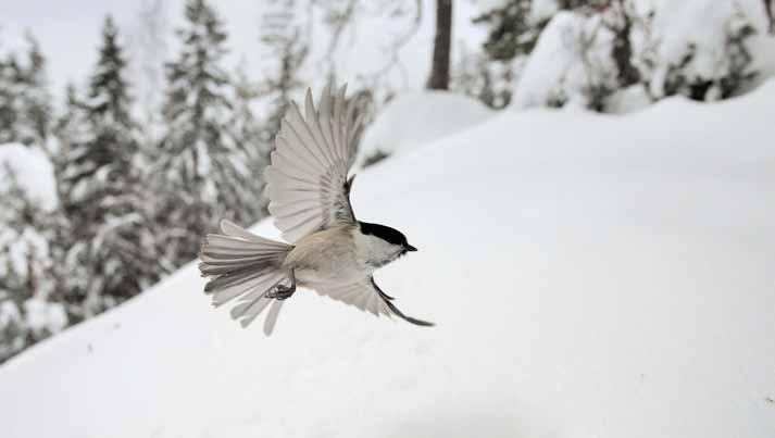 Koiraslintu on karmiininpunainen, naaraslintu (kuvassa) oranssinkeltainen.