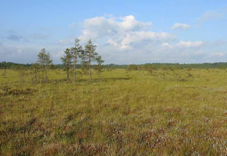 [ LINTUKYMI 1/2018 ] Teksti: Petri Parkko ǀ Kuvat: Petri Parkko, ellei toisin mainittu Eräs aamu Kajasuolla... Mikä ihmeen Kajasuo? On pilvipoutainen kesäkuun puolivälin aamu vuonna 2016.