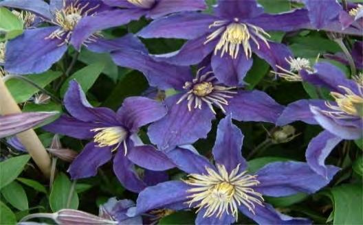 Hollanti Heinä-elokuu Ra++Hu+Ca+ VUORIKÄRHÖ 'Broughton Star' Clematis montana I-? 2,5-3 m Tuore ASTIA 13,50 Puolikerrotut, vaaleanpunaiset kukat. Ist. 15 cm syvyyteen. Kukkii 2. vuoden versoilla.