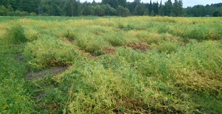 Herne oli lakoutunut kovien sateiden seurauksena. Kasvusto alkoi kellastua ja palot valmistua. Kuva: Kaisa Kuoppala, Luke.