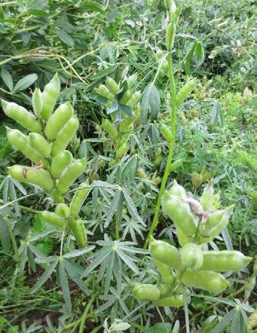 Sinilupiini Lupinus angustifolius Sinilupiini kuuluu yksivuotisiin palkoviljoihin. Sitä voidaan viljellä puhdaskasvustona tai seoskasvustona viljan kanssa niin vihantarehuksi kuin puitavaksikin.