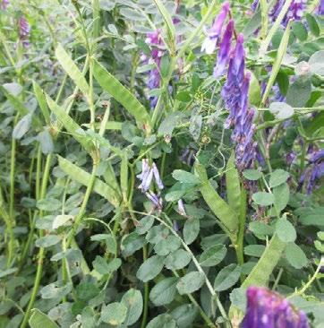 Ruisvirna Vicia villosa Ruisvirna kuuluu yksivuotisiin rehupalkokasveihin. Se on erittäin satoisa säilörehukasvi etenkin seoksissa esimerkiksi kauran ja raiheinän kanssa.