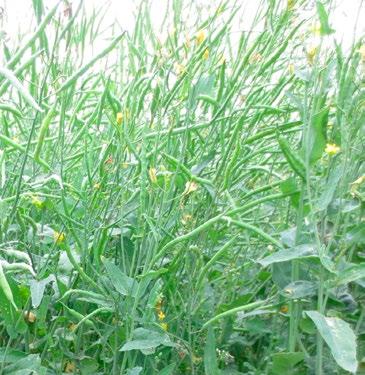 Rapsi Brassica napus Rapsi eli kaalirapsi on lantun alalaji ja kuuluu ristikukkaisiin kasveihin. Sitä viljellään öljykasvina sekä Suomessa että muualla Euroopassa, Pohjois-Amerikassa ja Australiassa.