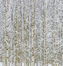 METSÄBIOMASSAN UUDET TUOTTEET JA TUOTANTOPROSESSIT Metsävarat muodostavat Suomen biotaloudesta suurimman osuuden, yli puolet maamme nykyisestä biotaloudesta perustuu metsiin.