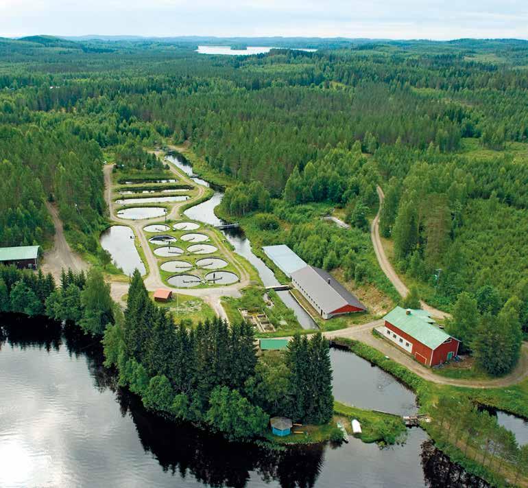 Tuotantomuodot Suomalainen vesiviljelytuotanto muodostaa kokonaisuuden, jossa emokalojen kasvatus, mädin haudonta ja poikasten kasvatus tapahtuu pääosin sisävesilaitoksissa.