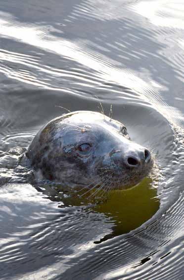 Kalastajat ja kalanviljelijät ovat kehittäneet hylkeenkestäviä pyydyksiä ja verkkoaitoja kalankasvatuskassien ympärille, mutta ongelma on laajempi eikä haittaeläinten vaikutuksia kalakantoihin voida