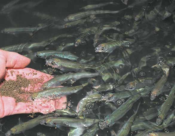Kalanviljelyn ympäristövaikutukset Kalanviljelyn ympäristövaikutuksista on erityisesti aikaisemmin puhuttu paljon.