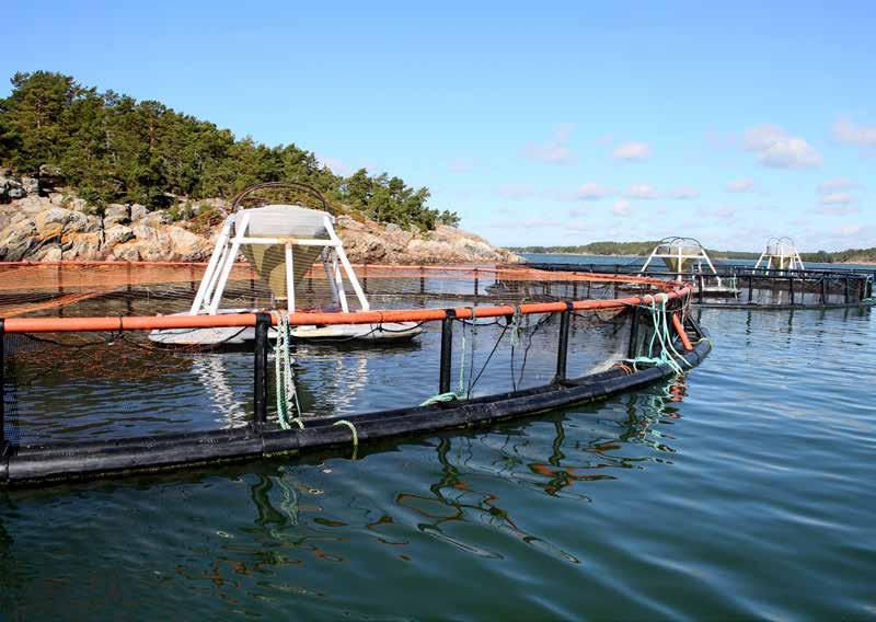 7. ELINKEINOKALATALOUDEN TULEVAISUUS Globaali kalan kysyntä kasvaa jatkuvasti, ja myös Suomessa kalalla näyttäisi olevan jatkossakin hyvät markkinat.