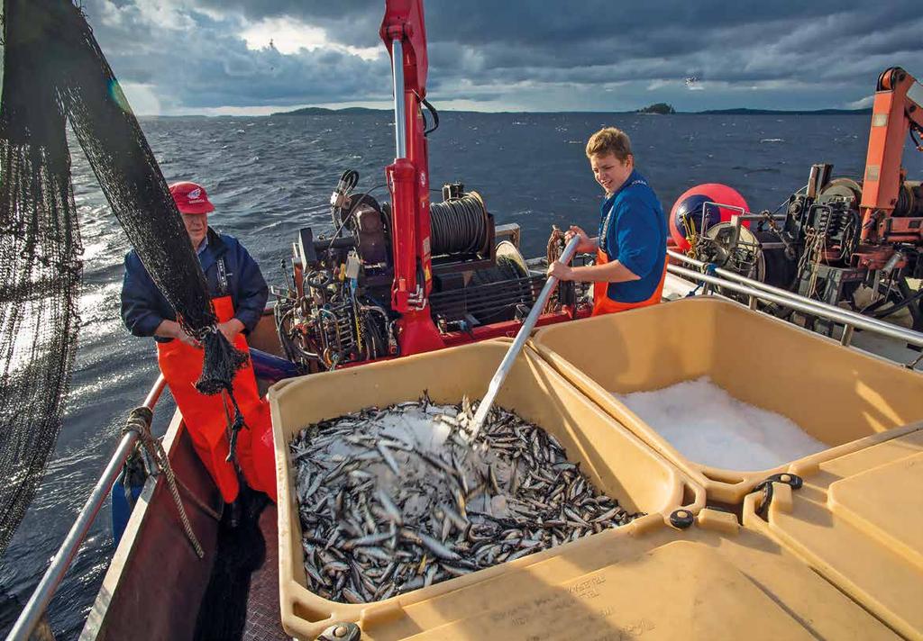 Saaliin arvo pyyntimuodoittain KUVA: SAKL/MARKKU SAIHA Suomen kaupallinen kalastus voidaan jakaa kolmeen pääasiallisen pyyntimuotoon.
