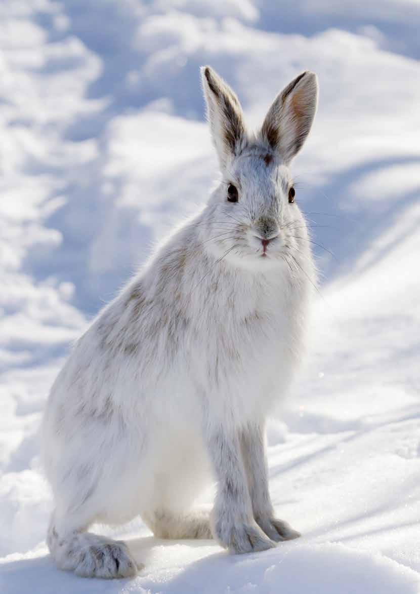 RIISTASAALIS ETELÄ-SAVOSSA Jänissaalis 14