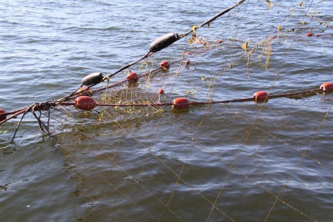 Hyljesuojaverkko ponttonirysän adapterissa lisätehoa hyljetorjuntaan Adapterin