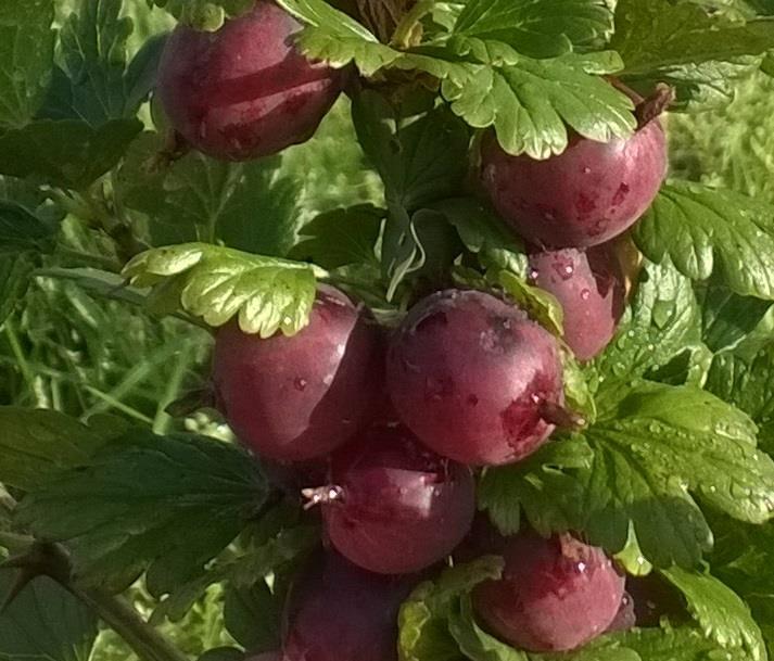 lajikkeet Lepaan Punainen Suomalainen maailmallakin viljelyssä oleva kaunismarjainen hapokas karviainen Jäykähköt