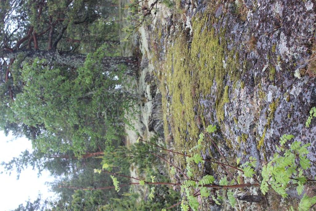 Ollinrannan luontoselvitys Uusikaupunki 6.9.