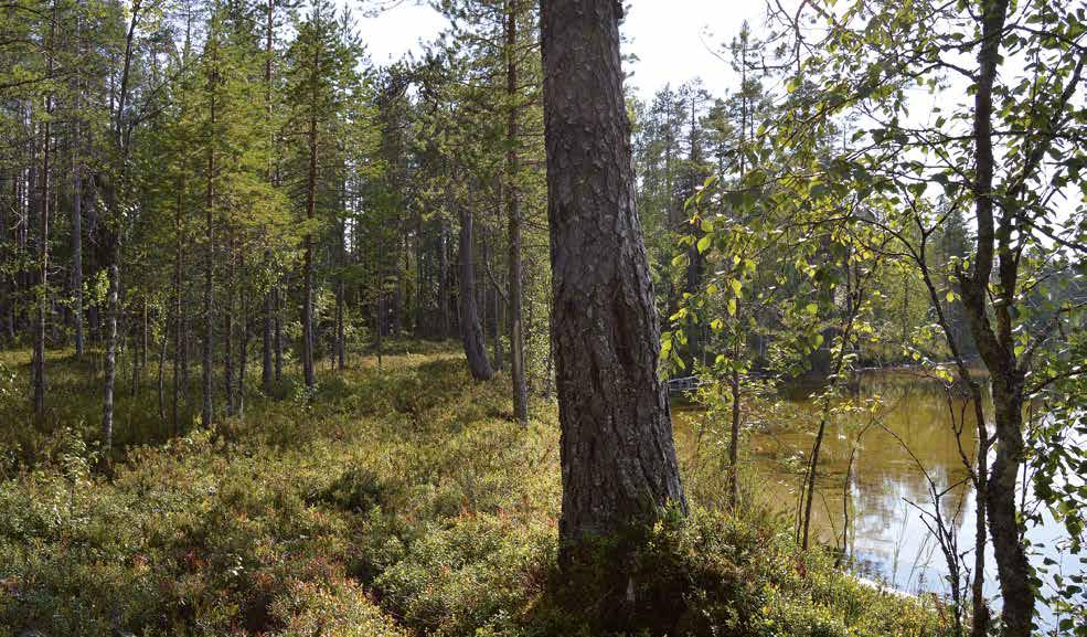 96 N:o 5 6 N:o 5 6 97 mä Kainuun alueen yleiskartta vuodelta 1650, Kelola-Mäkeläinen kertoo.