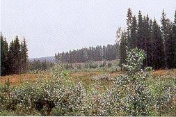Folia Forestalia 1995(3)