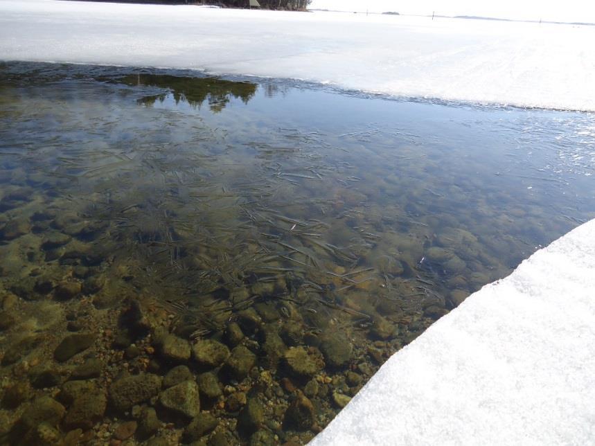 Tutkimusmenetelmät Pohjaveden purkautumiskohtien suora havainnointi Puruvedellä kevättalvi: purkautumiskohdat näkyneet selkeästi Pohjavesiputkien