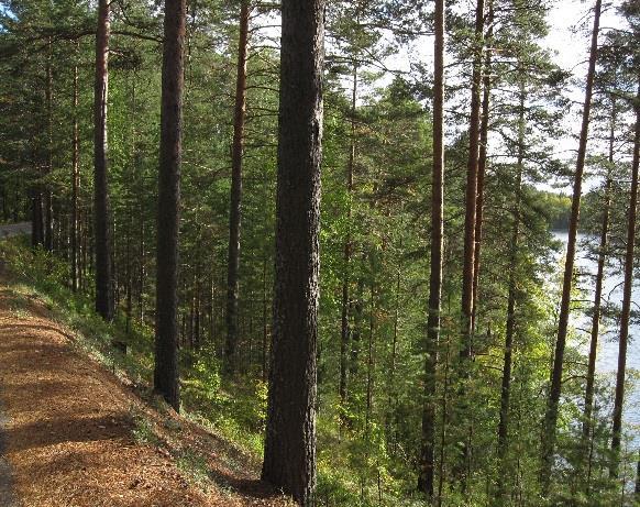 Metsähallitus Lp, Itä-Suomen puistoalue KESTÄVÄN LUONTOMATKAILUN JA VIRKISTYSKÄYTÖN