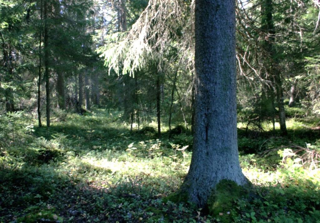 Vanhan metsän alue Välimäen etelärinteellä on pala vanhaa, järeää metsää.