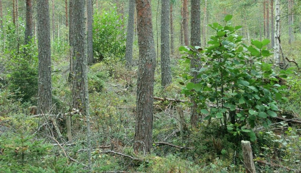 Kärmeskallion pohjoispuolella on melko laaja suo, joka on entinen tervaleppäkorpi. Suo on ojitettu, puusto tehokkaasti harvennettu ja pienpuusto poistettu.