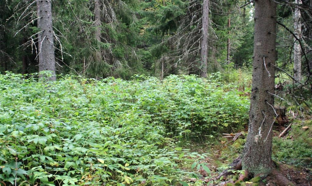 2. Lehtomainen kasvillisuusalue Teerivuorelta vajaa 400 metriä itään on rehevä kasvillisuusalue, joka on osaksi lehtomainen. Puusto alueen koillisreunalla on aukkoista kuusikkoa.