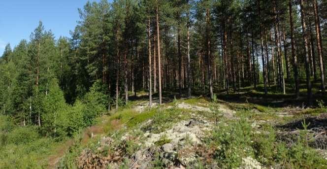 46 Ympäristövaikutusten arviointiselostus Maaperä johtoreittien keski- ja eteläosassa on valtaosin hiekka- ja soramaalajeja (karkearakeinen maalaji, Rokuan harjujakso) sekä pohjoisosassa moreenia