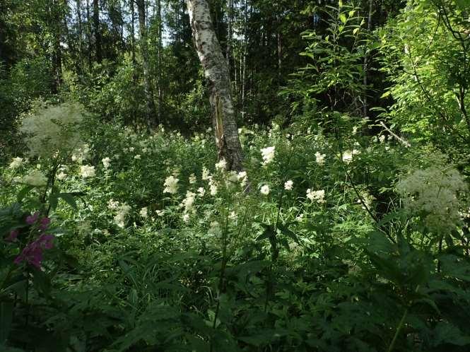 68 Ympäristövaikutusten arviointiselostus Kuva 6.32.