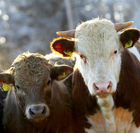 HKScan haluaa taata kuluttajille kotimaisen vastuullisesti tuotetun naudanlihan saatavuuden myös tulevaisuudessa Naudanlihan omavaraisuus on heikentynyt merkittävästi Suomessa ROTUKARJA 2025
